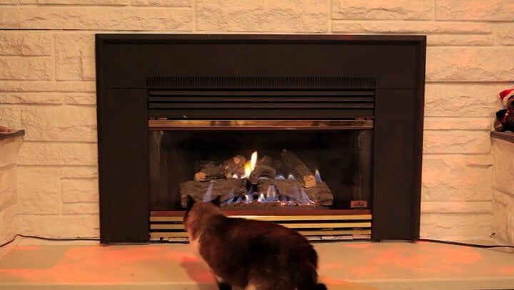why did the cat go to sleep in the fireplace