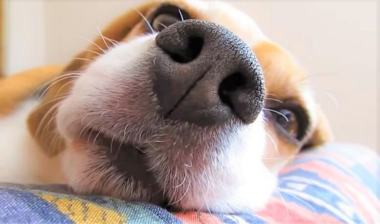 can you burn dog poop in a fire pit