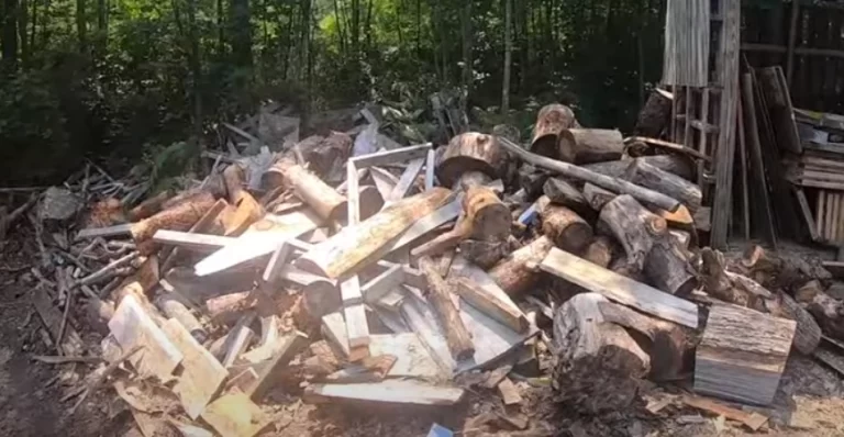 can you burn wood with mold on it